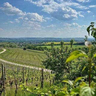 Blick auf die Weinberge im Rheingau, die man ideal mit dem Zug von unserem limehome in Frankfurt erreichen kann